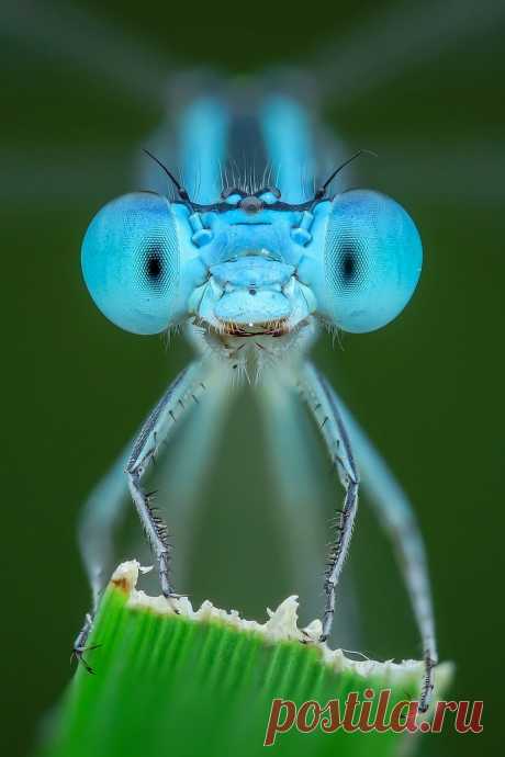 Damselfly Cyan (Chuồn chuồn kim màu xanh coban) Explore thengoctran19's photos on Flickr. thengoctran19 has uploaded 536 photos to Flickr.