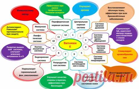 Vitamin_E.png (1107×713), тел. +7951 5196151