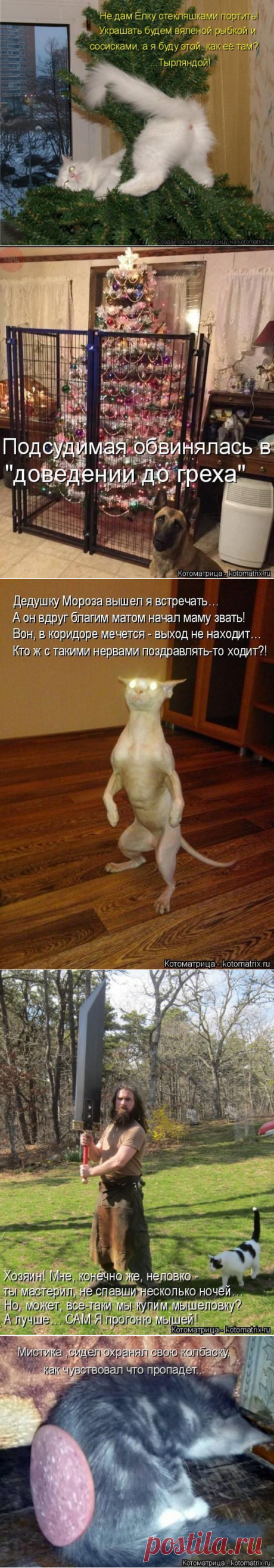 Самые смешные котоматрицы в этом году / Питомцы