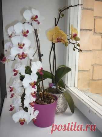 Удобряйте орхидеи, ПРАВИЛЬНО 

Патологии развития у домашних орхидей могут появляться как от перекорма удобрениями, так и от их дефицита и, как правило, определяются по появлению мраморного рисунка на листьях (красных, светло-зеленых, белых желтых и др. пятен на темно-зеленой листовой пластинке). Как ни странно, и в том и в другом случае у орхидеи одинаково наблюдается задержка или нарушение в развитии, рост искривленных листьев и отказ от цветения, но лечение этих состоян...