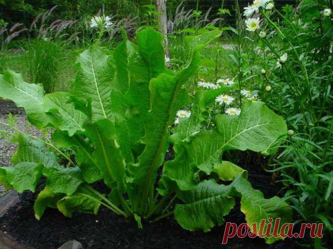 Как избавиться от хрена, который быстро разрастается