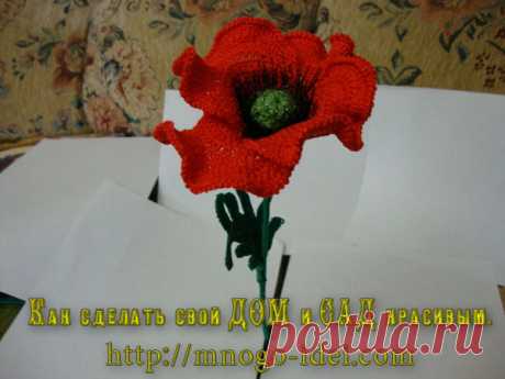 Цветы | Записи в рубрике Цветы | Дневник irinadas