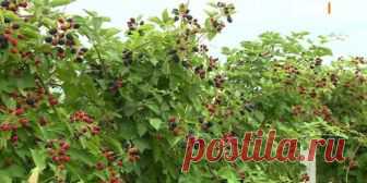 Ежевика, фундук, грецкий орех. 3 в одном. 6 соток 16.07.2018 - ТСВ Ежевика, фундук, грецкий орех. 3 в одном. 6 соток 16.07.2018