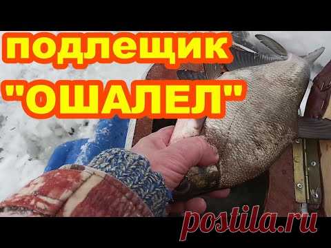 Подлещик "ОШАЛЕЛ" клюёт не переставая ! Рыбалка на Селигере ! - YouTube
