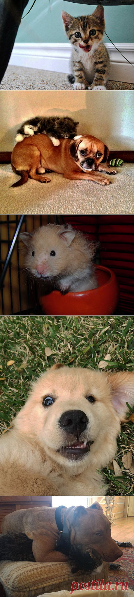 Милые и забавные животные.