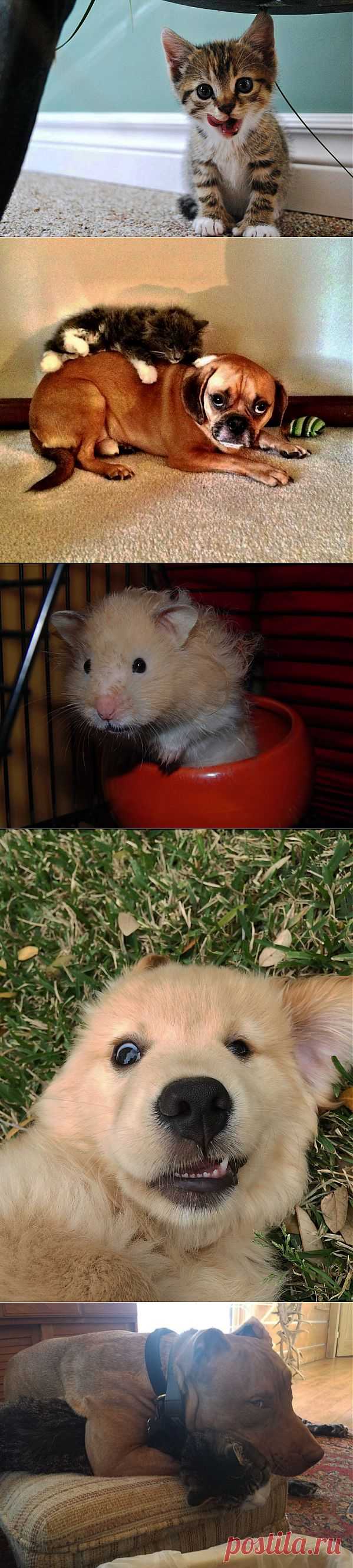 Милые и забавные животные.