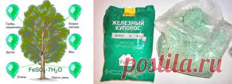 Спасаем деревья от мха и лишайников В большинстве советов в борьбе против лишайников и мхов рекомендуют сначала очистить ствол и ветки, пораженные ими, и после этого приступать к обработке препаратами. На самом деле эффективнее поступить наоборот - сначала обработать деревья, подождать, пока паразитирующие растения засохнут...