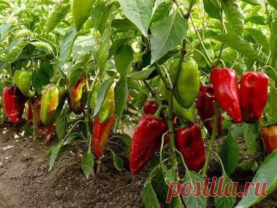 КУРИНЫЕ ПЕРЬЯ ПОМОГУТ ВЫРАСТИТЬ ПРЕКРАСНЫЙ БОЛГАРСКИЙ ПЕРЕЦ!
Для того чтобы ежегодно собирать богатый урожай болгарского перца, следует тщательно отбирать семена на посадку.
Но, секрет успеха заключается не только в этом. Оказывается, перец просто обожает такой микроэлемент как молибден. Но, только где его взять?
В свободной продаже этого микроэлемента нет, а единственное минеральное удобрение в состав которого входит молибден, стоит не дешево.
Но, по мнению огородников со стажем, выход есть