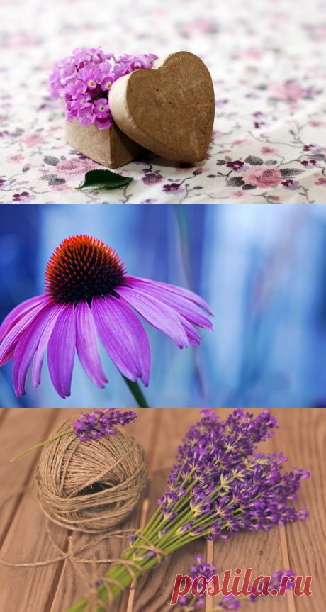 Beatufu lightl purple search results - Page 18. EskiPaper.com Cool Wallpapers