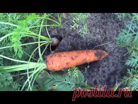 КАК СДЕЛАТЬ МОРКОВЬ СЛАЩЕ АПЕЛЬСИНА !!!