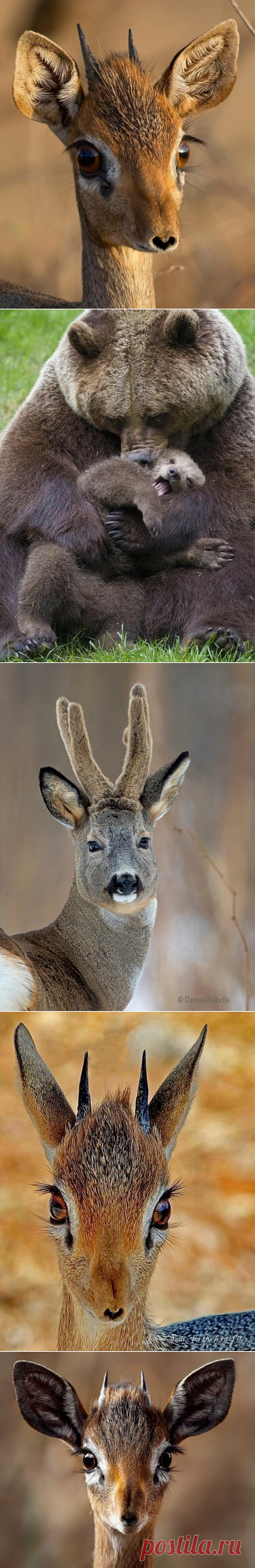 Мои картинки — Яндекс.Коллекции