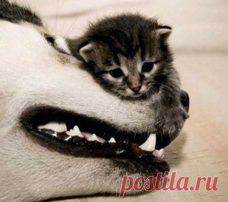 Часто за маской жестокости, скрывается добрая душа.