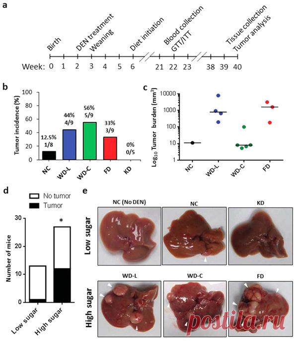 l'assunzione di zucchero nella dieta aumenta l'incidenza del tumore al fegato nei topi femmina: Rapporti scientifici