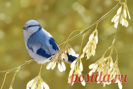 Vladilen :: Белая лазоревка :: ФотоОхота :: Фотографии автора :: Vladilen :: Галерея :: Клуб Foto.ru