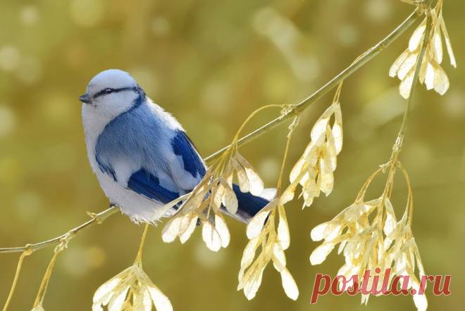 Vladilen :: Белая лазоревка :: ФотоОхота :: Фотографии автора :: Vladilen :: Галерея :: Клуб Foto.ru