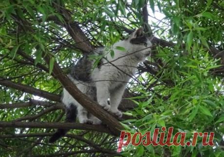 #на дереве   #кошки