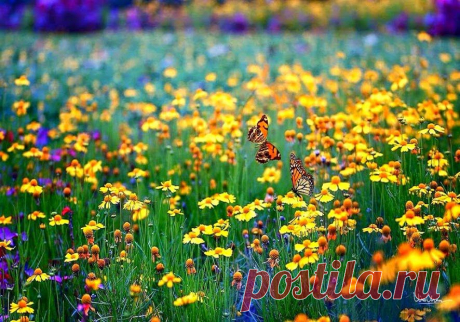 Google+