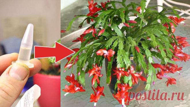 Еще никогда мой декабрист так не цвел. Спасибо циркону. Расскажу как применяла. Подкормка декабриста по листу.