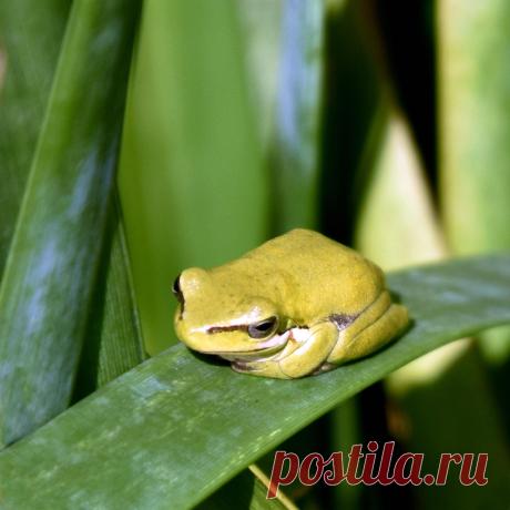 My magnificent meditating frog by xjames7 on DeviantArt