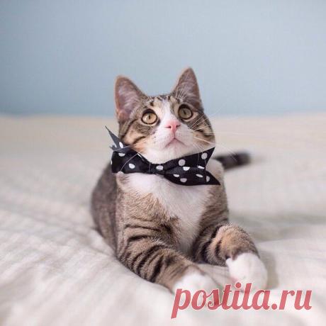 ♥ ЖИВОТНЫЕ ♥ ПРИРОДА ♥