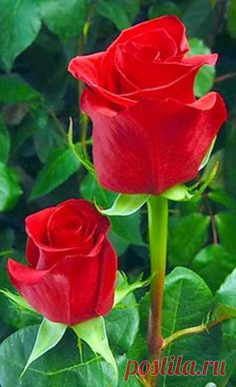 Розы. #розы #roses #роза #rose #светодиодныецветырозы #светодиодныецветы
