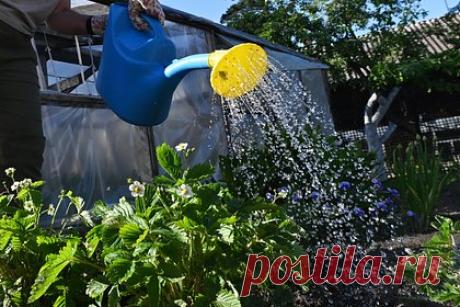 Дачников призвали отложить полив огорода при одном условии