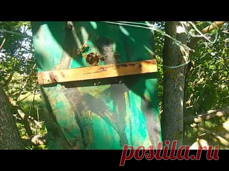 Лучшая приманка для роёв! Масло ...