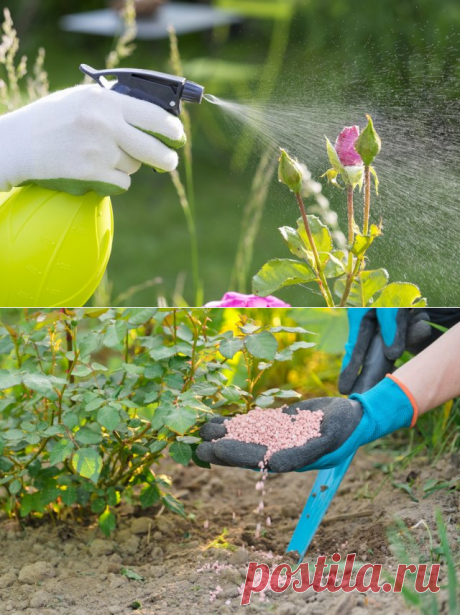 Уход за розами после цветения: 5 обязательных процедур | Розы (Огород.ru)