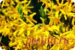 СОЛНЕЧНЫЙ КУСТ - Садоводка