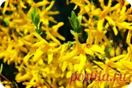 СОЛНЕЧНЫЙ КУСТ - Садоводка