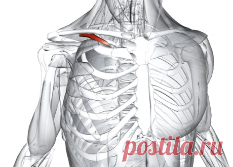Восстанавливаем подключичную мышцу. Техника для быстрого снятия болей, облегчения дыхания | ТвоеЗдоровье | Яндекс Дзен