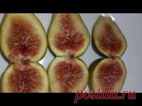 ИНЖИР. ФОРМИРОВКА КУСТОВ.Часть 1.