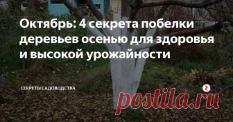 Октябрь: 4 секрета побелки деревьев осенью для здоровья и высокой урожайности