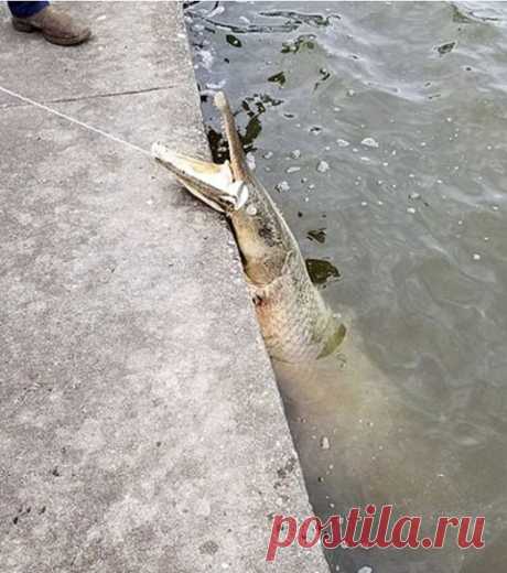 В Новом Орлеане посетителей напугал доисторический панцирник . Тут забавно !!!