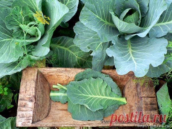 Готовим полезное! Щи из крошева "Вкуснота"