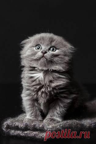 Сегодня утром услышав, как какой-то астроном рассказывает о мириадах солнц, я не стала приводить себя в порядок: к чему теперь мыться?