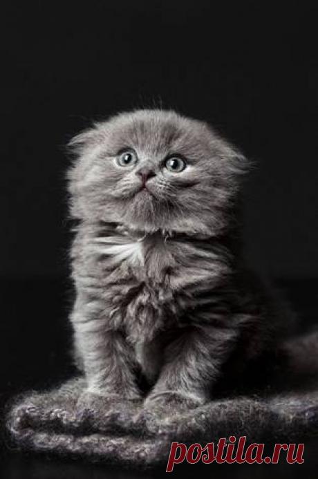 Сегодня утром услышав, как какой-то астроном рассказывает о мириадах солнц, я не стала приводить себя в порядок: к чему теперь мыться?