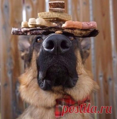 выдержка