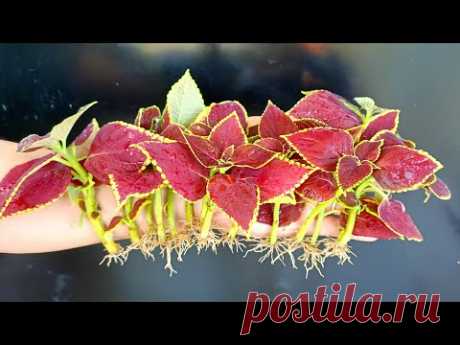 Plant this tree anywhere the world, tree growing to decorate home garden