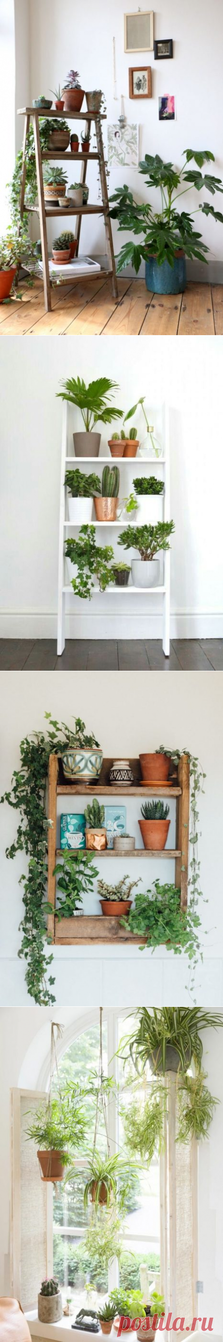 20 оригинальных идей, как украсить дом с помощью комнатных растений