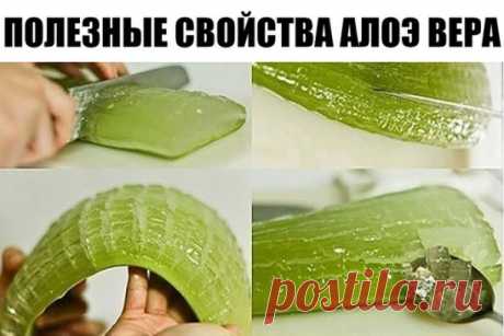 ПОЛЕЗНЫЕ СВОЙСТВА АЛОЭ ВЕРА
Алоэ вера является очень полезным для нашего организма, вы можете выращивать алоэ вера в вашем доме.
Если у вас дома растет это растение, важно знать, что алоэ вера нуждается в редком поливе и непостоянном солнечном свете.
Маленькие, широкие листья алоэ вера, которые полны геля и могут быть использованы в медицинских целях.
Достаточно просто разделить один лист пополам и выдавить из него гель и все готово!
Где можно использовать алоэ вера:
Лечит...