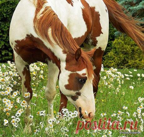 Spring « Heart of a Horse