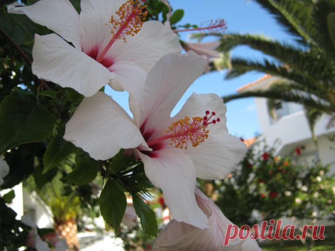 Цветы острова Крит