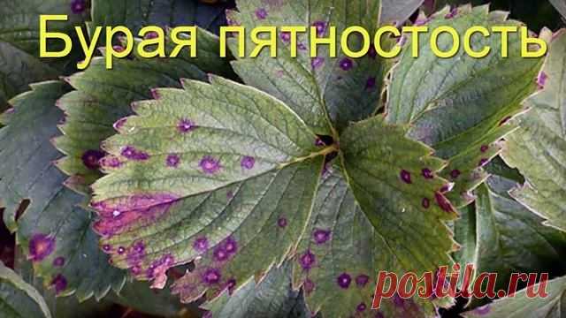 Наболевшая тема о болезни клубники/земляники садовой