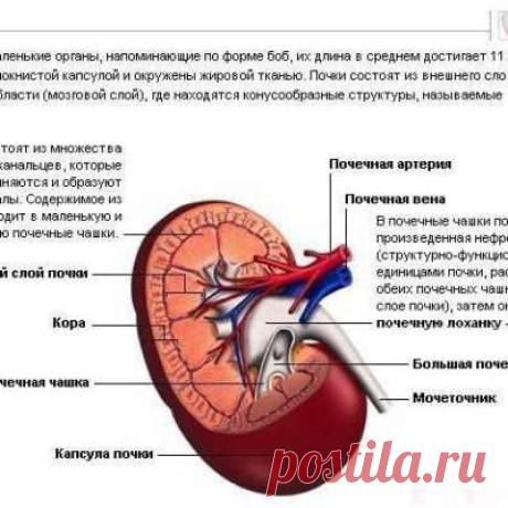 Учитель биологии!