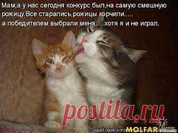 смешные животные - Поиск в Google