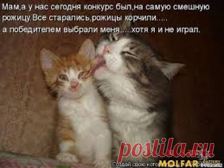 смешные животные - Поиск в Google