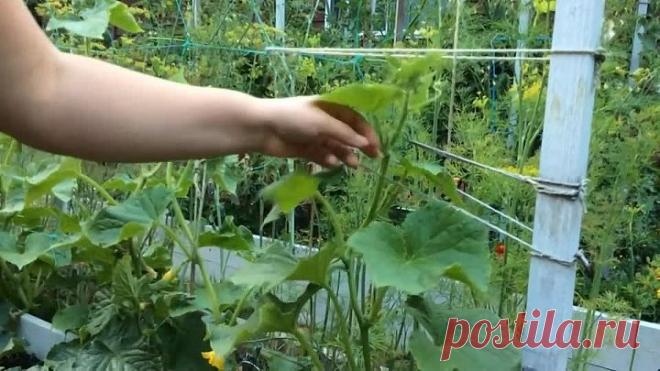 Формирование стебля огурца