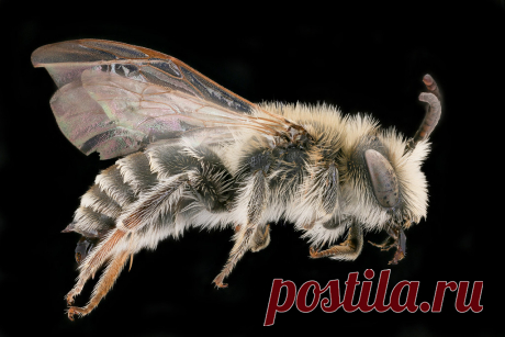 Andrena ovatula, right, Dvorynadzitavou, Slovakia_2019-12-16-20.11.37 ZS PMax UDR If you are ever in the village of Dvory nad Žitavou in the spring, head to the levee of the Žitava river and you might find this bee:  Andrena ovatula.  A widespread, common apparently sandy soil loving Andrena.  This specimen captured there by Peter Šima.    The world is lit up with over 1500 kinds of Andrena.  Each year Billions to Trillions are produced, flying about, gathering food for th...