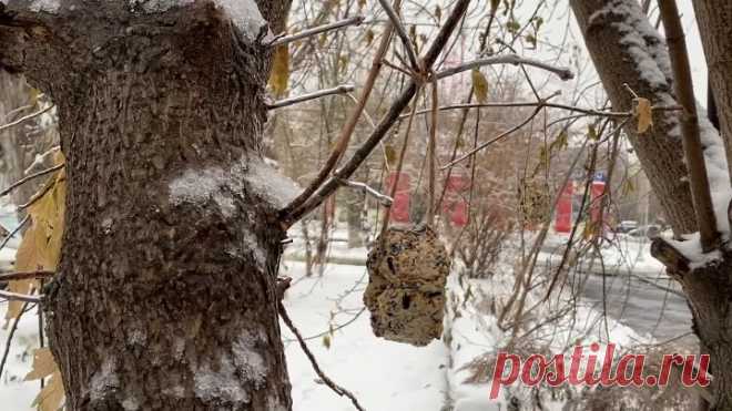 Урок добра Изготовление экологической кормушки